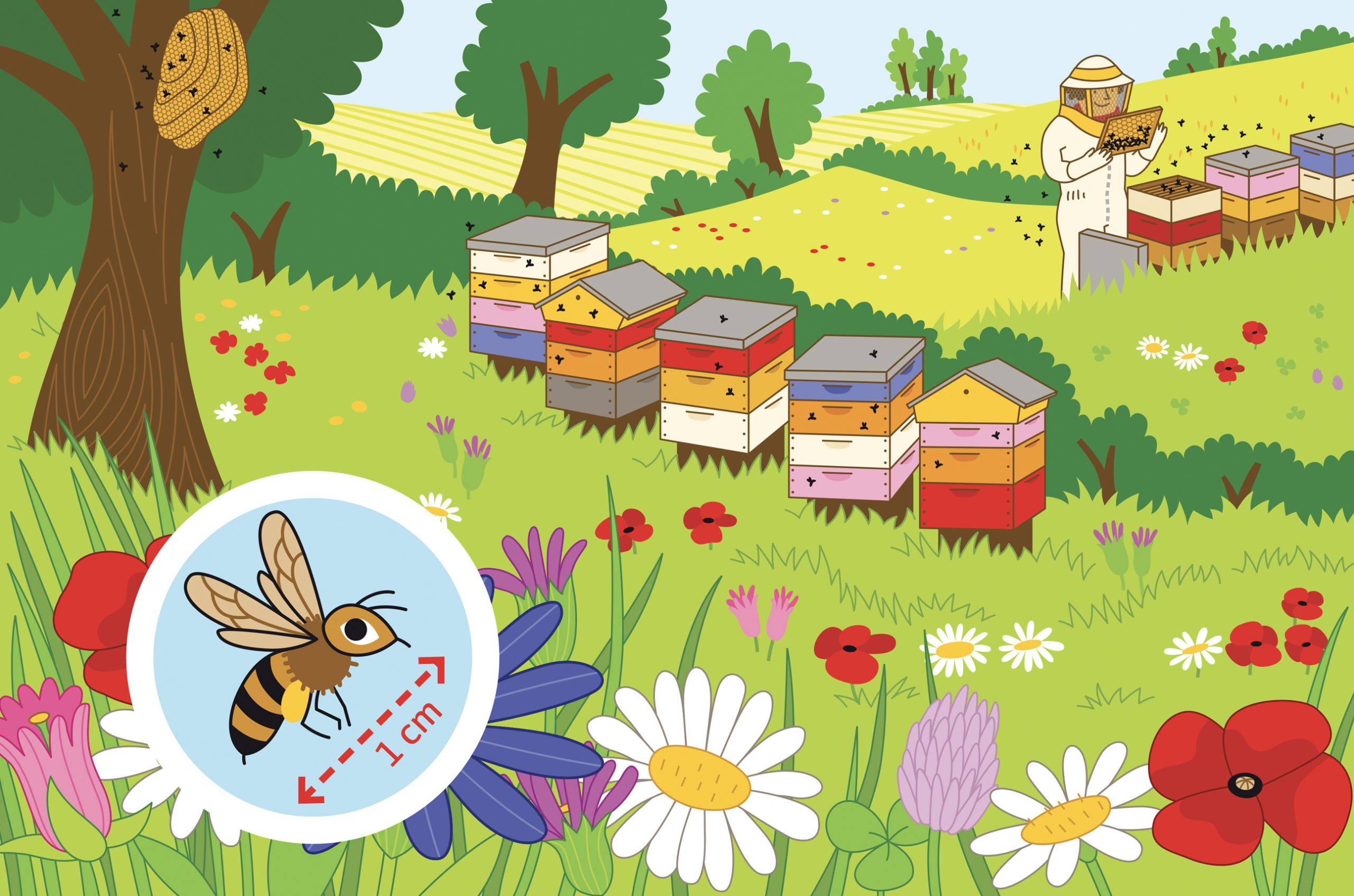 Milan Presse Bayam, Documentaires interactifs pour les enfants, abeille